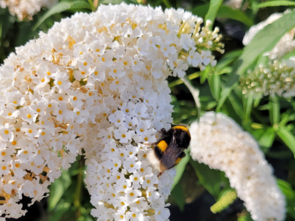 Buddleja davidii "Peace" - (Sommerflieder Peace),